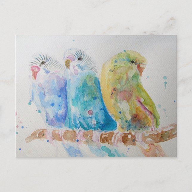 Carte Postale Budgie Aquarelle Peinture d'oiseau Budgies Aqua Tu (Devant)