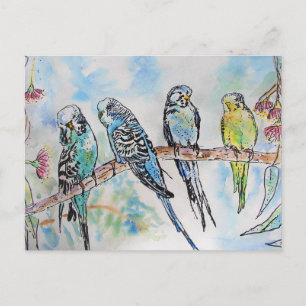 Carte Postale Budgie Aquarelle Peinture d'oiseau Budgies Aqua Tu