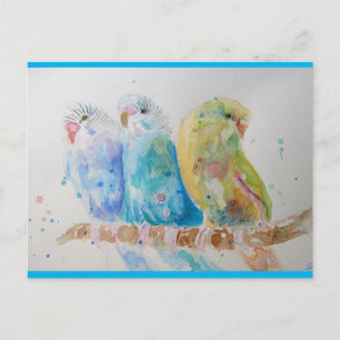 Carte Postale Budgie Aquarelle Peinture d'oiseau Budgies Aqua Tu
