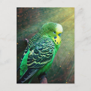 Carte Postale Budgie Bird
