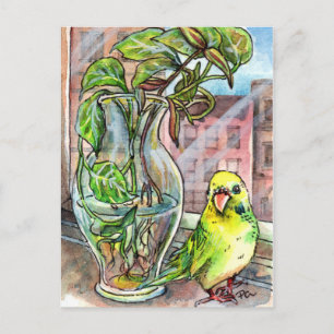 Carte Postale Budgie par la fenêtre
