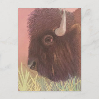 Carte Postale Buffalo