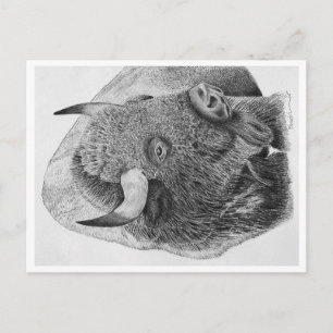 Carte Postale Buffalo
