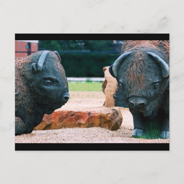 Carte Postale Buffalo (Devant)