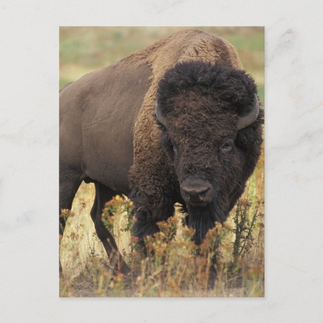 Carte Postale Buffalo (Devant)