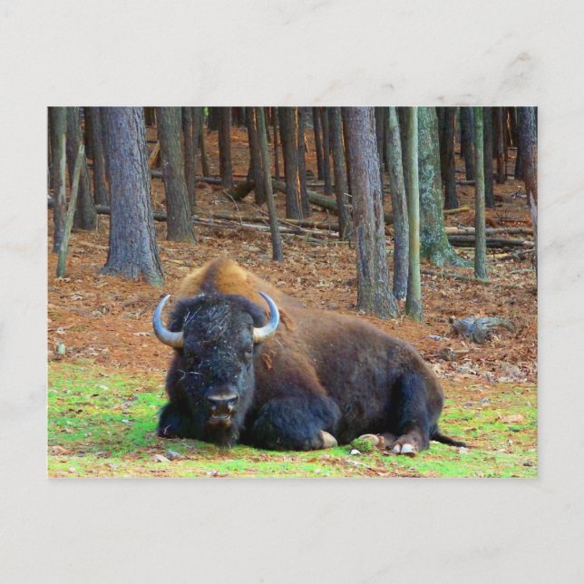 Carte Postale Buffalo (Devant)