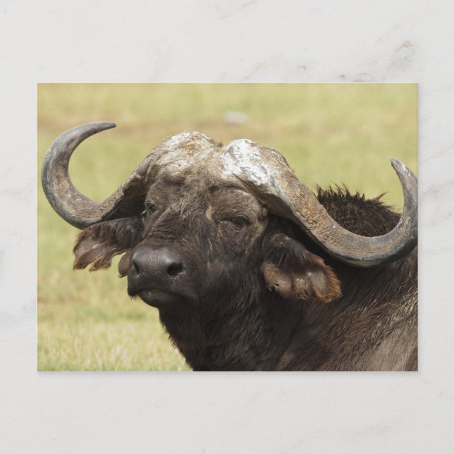 Carte Postale Buffalo africain, caffer de Syncerus, se tenant (Devant)