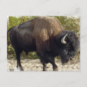 Carte postale Buffalo américain