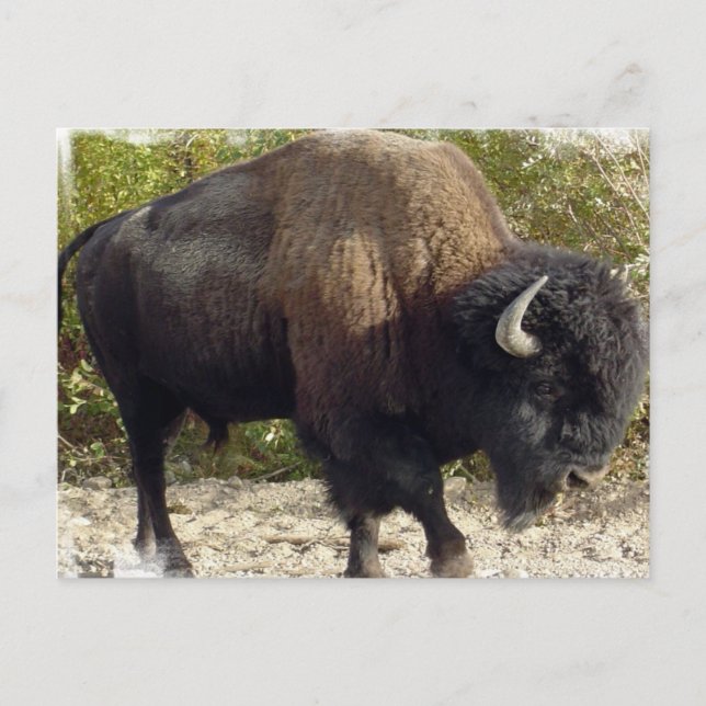 Carte postale Buffalo américain (Devant)