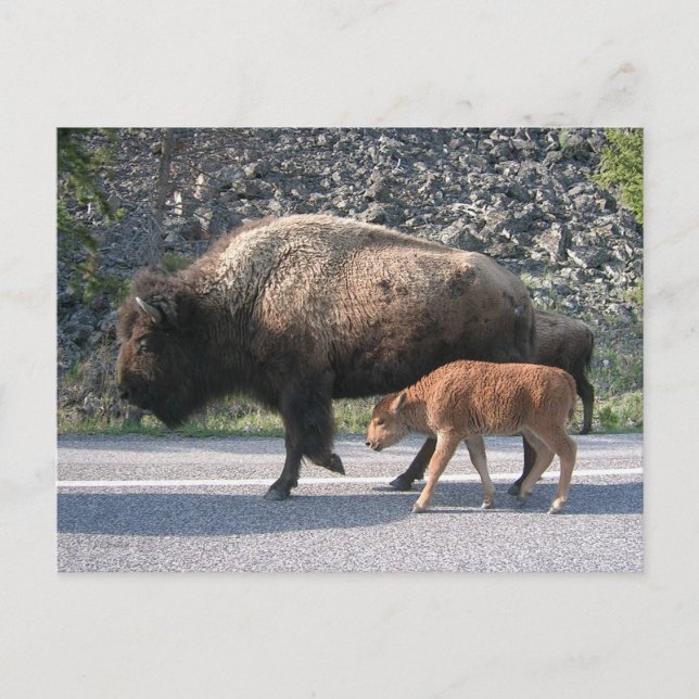Carte Postale Buffalo de Yellowstone (Devant)