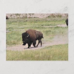 Carte Postale Buffalo en mouvement, Photographie