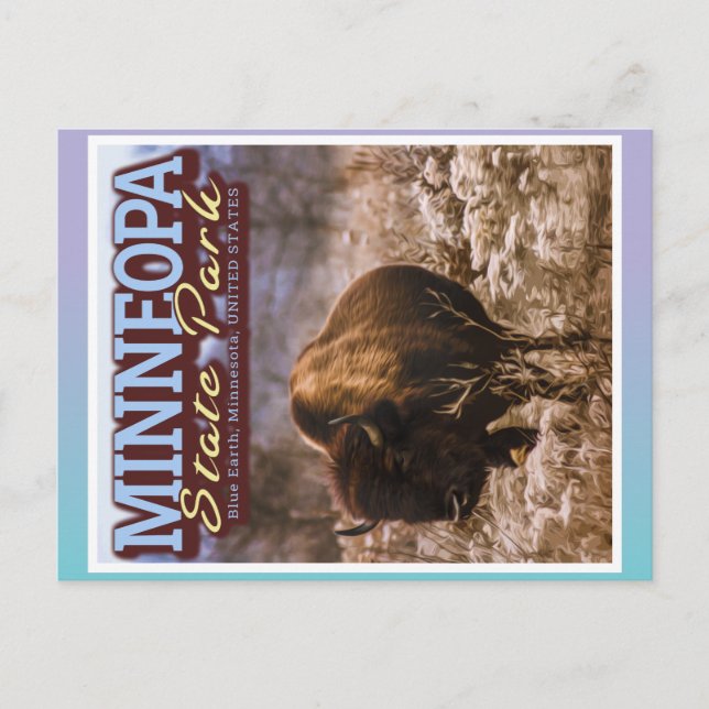 CARTE POSTALE BUFFALO - MINNEOPA STATE PARK - MINNESOTA USA (Devant)