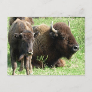 Carte postale Buffalo Picture