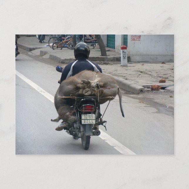 Carte Postale Buffalo sur moto-Vietnam (Devant)