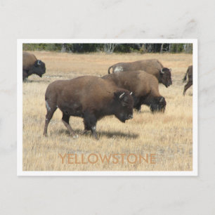 Carte postale Buffalo Yellowstone