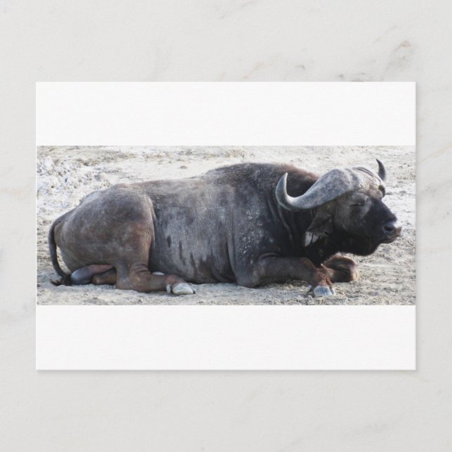 Carte Postale buffle (Devant)