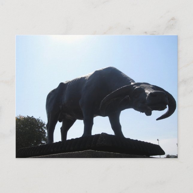 Carte Postale buffle (Devant)