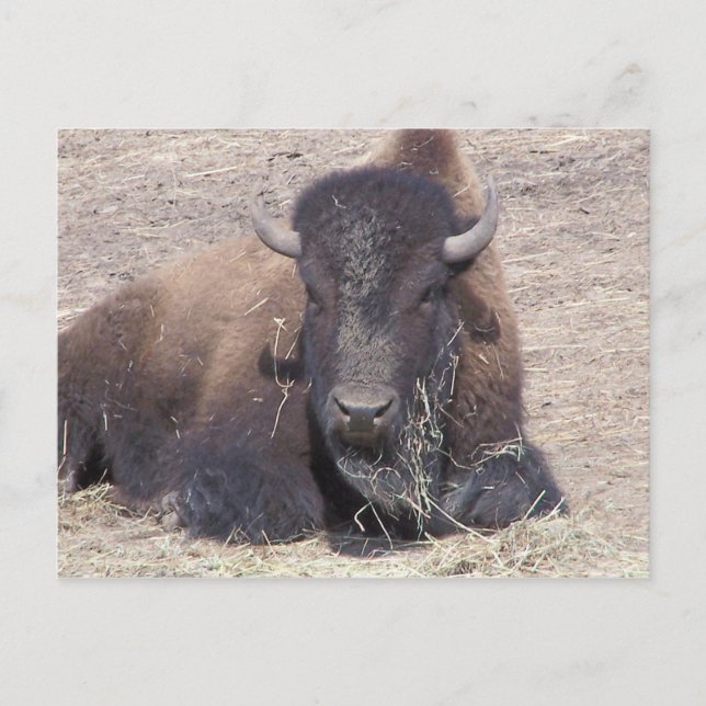 carte postale buffle (Devant)