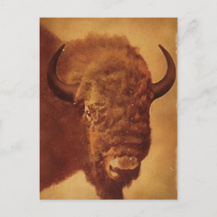 Carte Postale Buffle / Bison