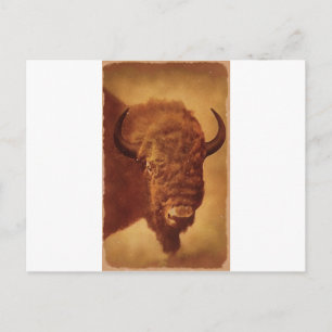 Carte Postale Buffle / Bison