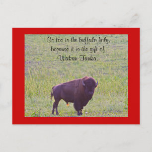 Carte Postale Buffle sur les terres de Lakota