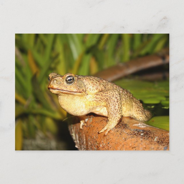 Carte Postale bufo the frog (Devant)
