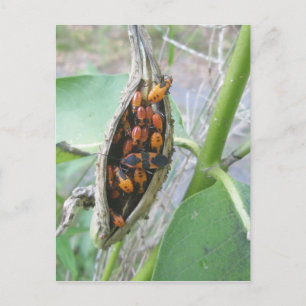 Carte postale Bugs Milkweed