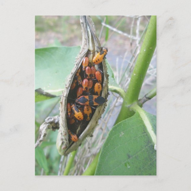 Carte postale Bugs Milkweed (Devant)