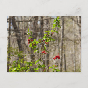 Carte Postale Buisson d'azalée sauvage aux montagnes Smoky