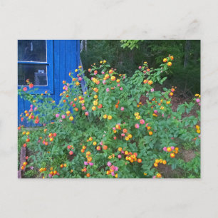 Carte Postale Buisson de lantana