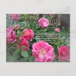 Carte Postale Buisson de roses Roses roses joyeuses Citation pro