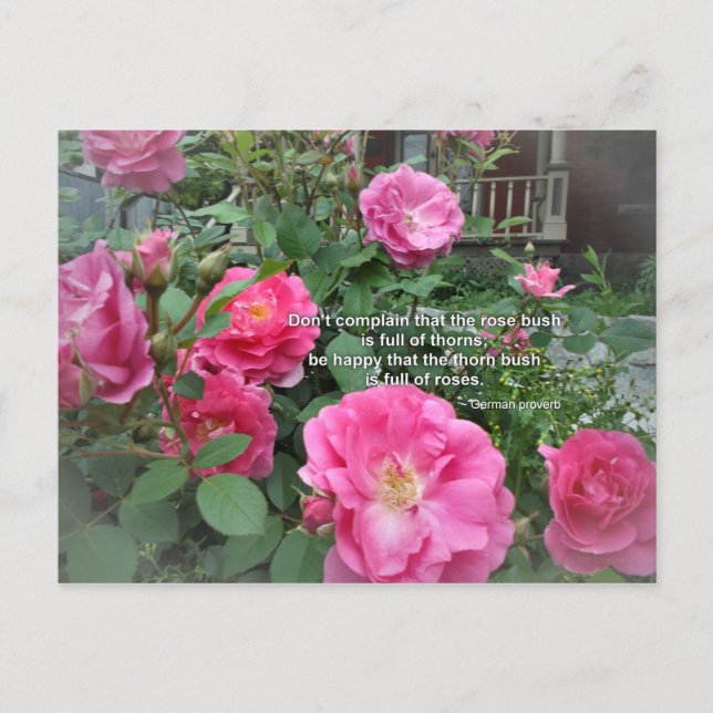 Carte Postale Buisson de roses Roses roses joyeuses Citation pro (Devant)