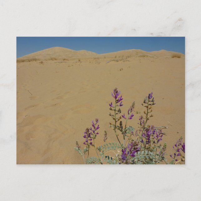 Carte Postale Buisson d'indigo du Mojave et dunes de Kelso (Devant)
