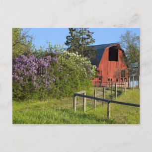 Carte Postale Buissons de lilas en fleurs et pies dans les arbre