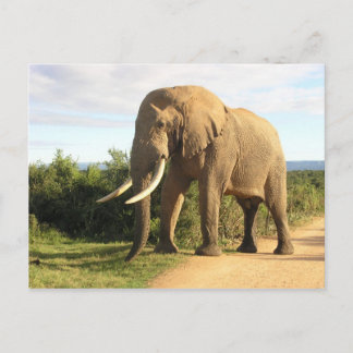 Carte postale Bull Elephant