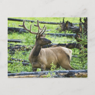 Carte Postale Bull Elk