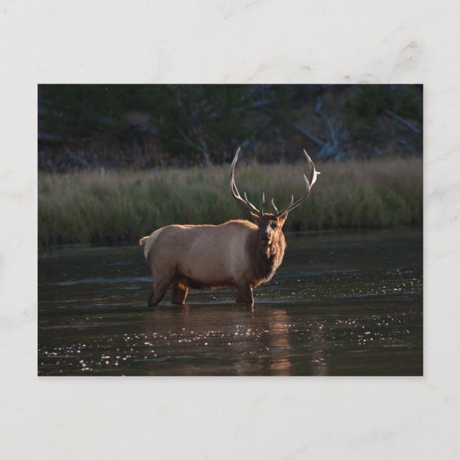 Carte Postale Bull Elk (Devant)