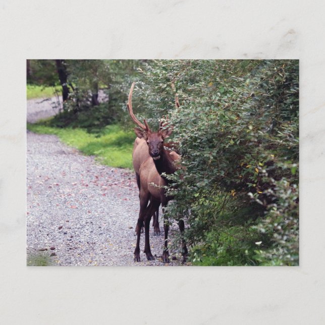 Carte postale Bull Elk (Devant)