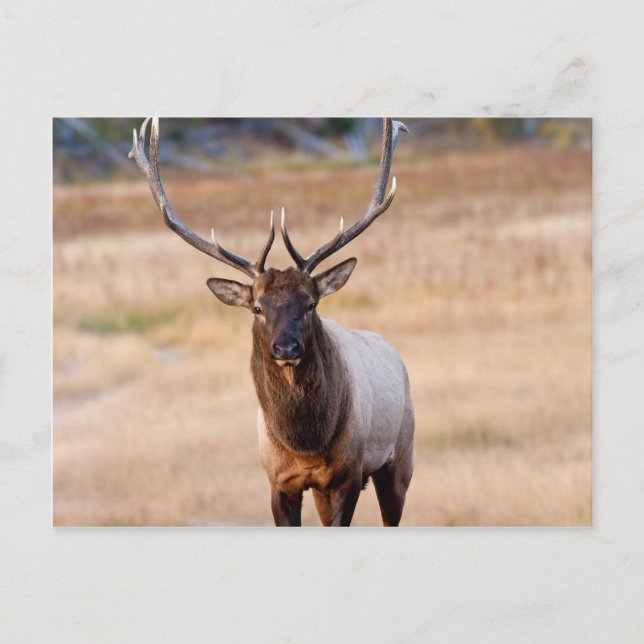 Carte Postale Bull Elk (Devant)