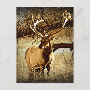 Carte Postale Bull Elk