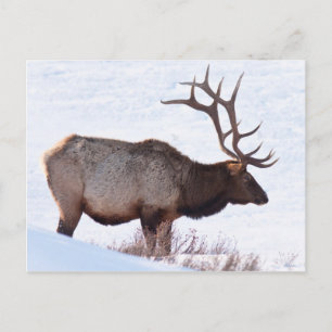 Carte Postale Bull Elk