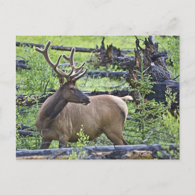 Carte Postale Bull Elk (Devant)