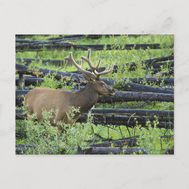 Carte Postale Bull Elk (Devant)