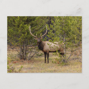 Carte Postale Bull Elk At Yellowstone National Park
