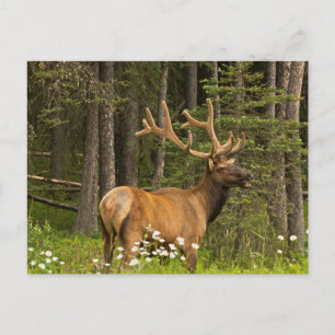 Carte Postale Bull Elk en Velvet, Canada