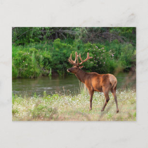 Carte Postale Bull Elk in the National Bison Range, Montana