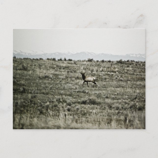 Carte postale Bull Elk P2800 (Devant)