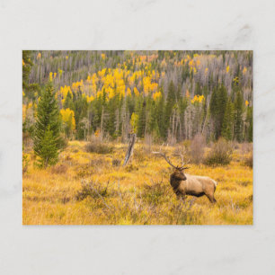 Carte Postale Bull Elk   Rocky Mountain National Park Colorado