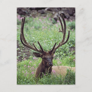 Carte Postale Bull Elk Se Repose Dans Une prairie Alpine Avec De