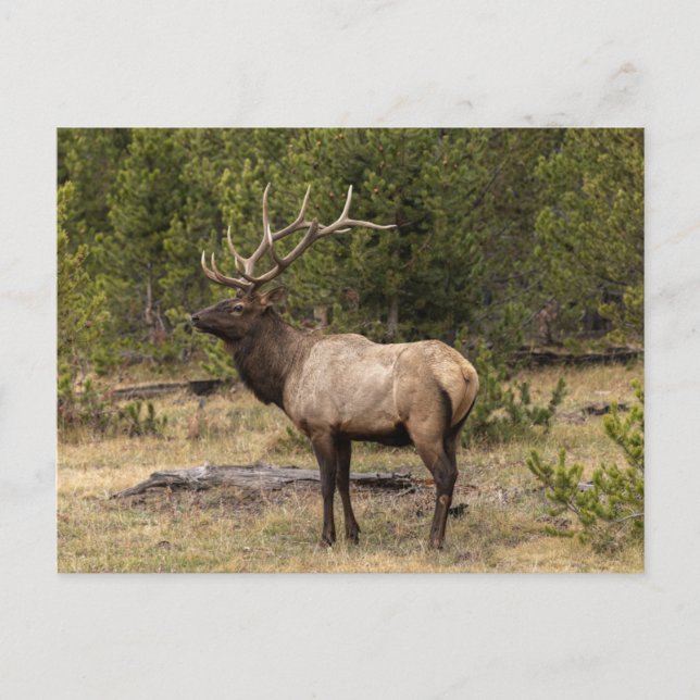 Carte Postale Bull Elk Yellowstone National Park, Wyoming (Devant)